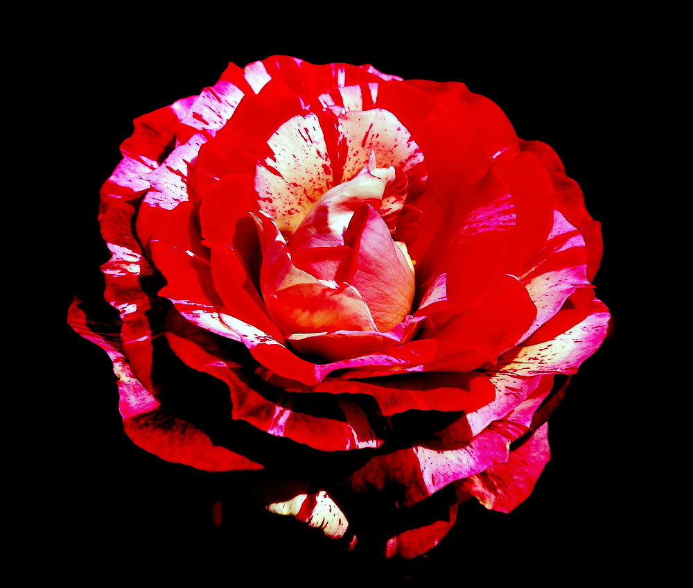 фото "Red & White .... Rose" метки: природа, макро и крупный план, 