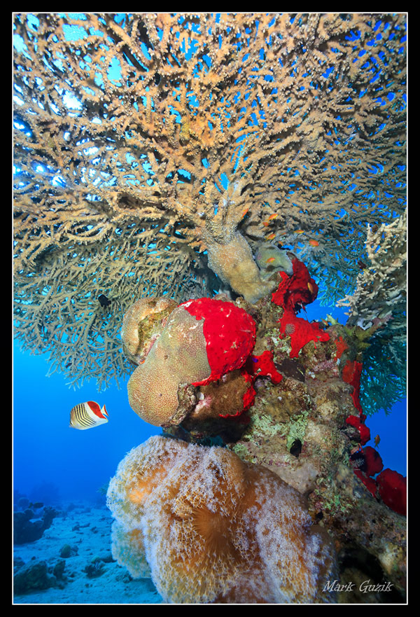 photo "Patterns Red Sea" tags: underwater, 