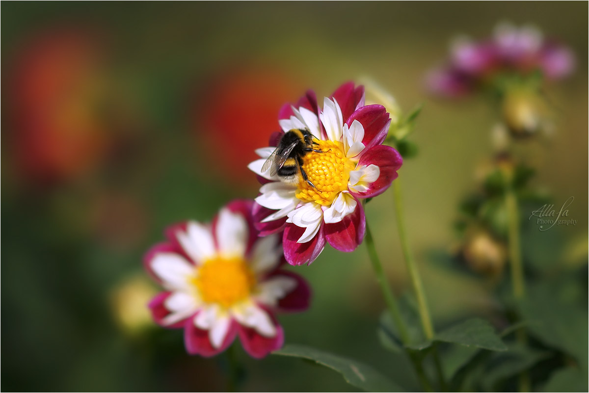 photo "***" tags: nature, fragment, macro and close-up, 