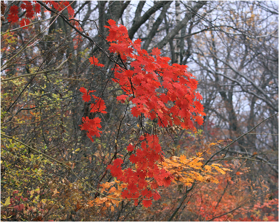 photo "***" tags: nature, autumn, forest