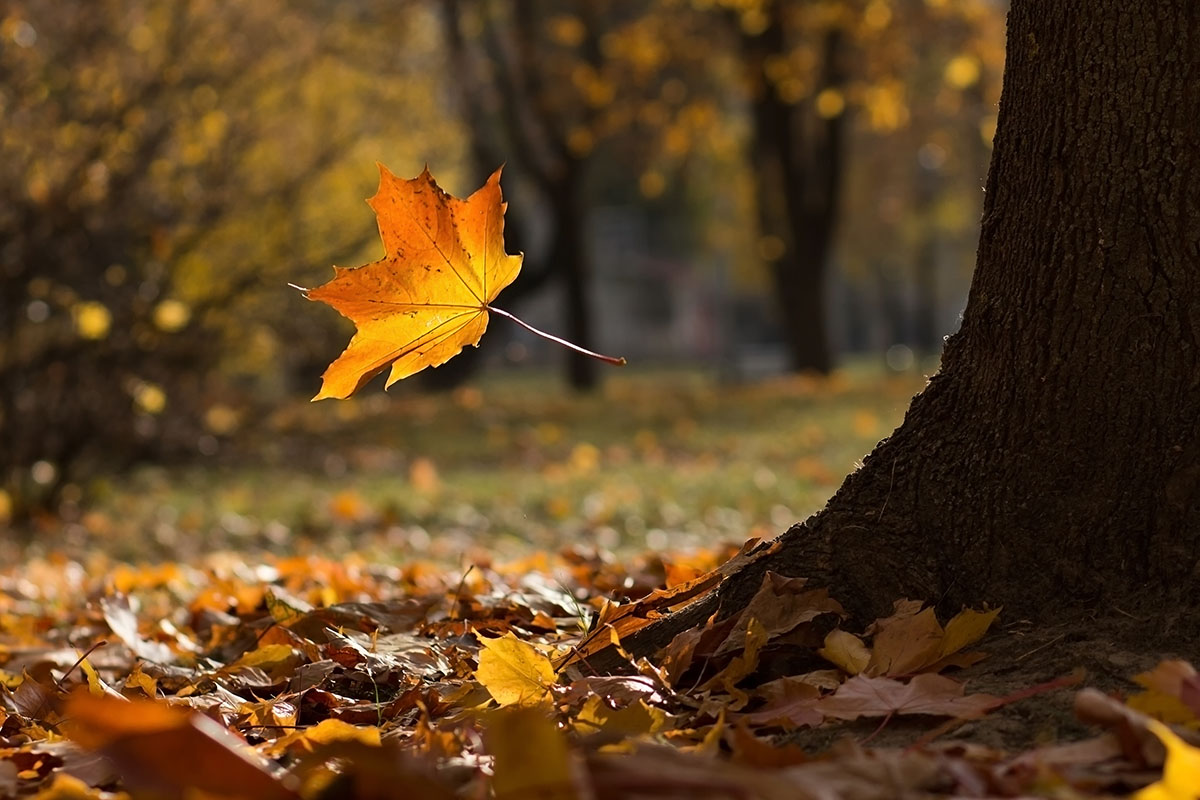 photo "***" tags: nature, 