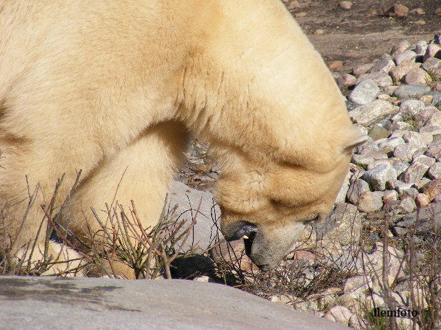 фото "Polar bear" метки: природа, 