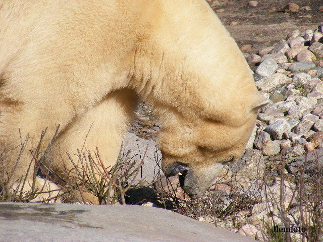 photo "Polar bear" tags: nature, 