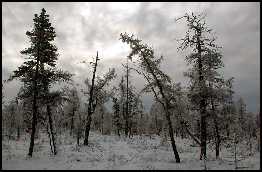 photo "***" tags: landscape, taiga, winter, Якутия, приполярье