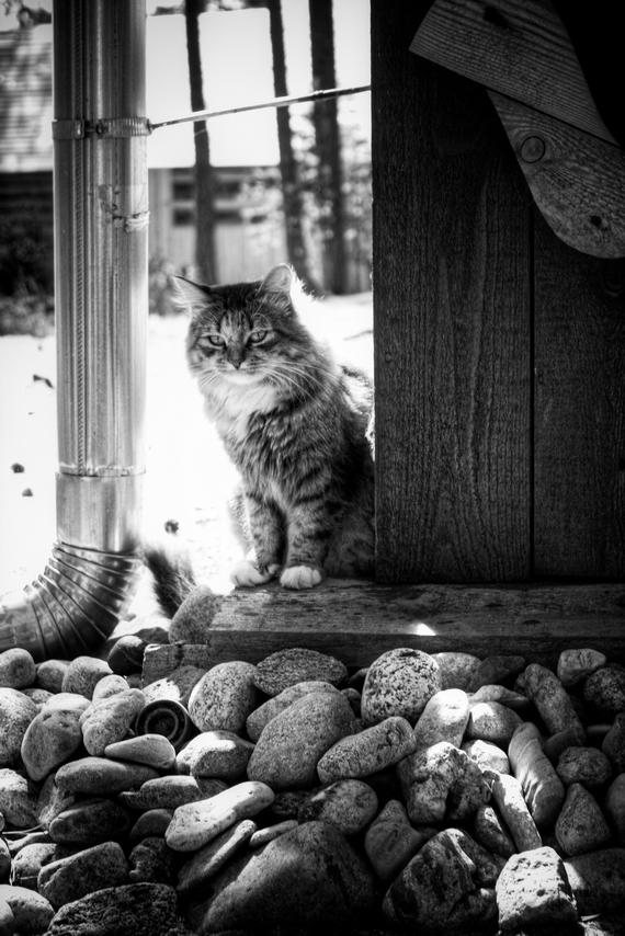 photo "задумчивость" tags: misc., black&white, cat, tomcat, животное, коты, кошки