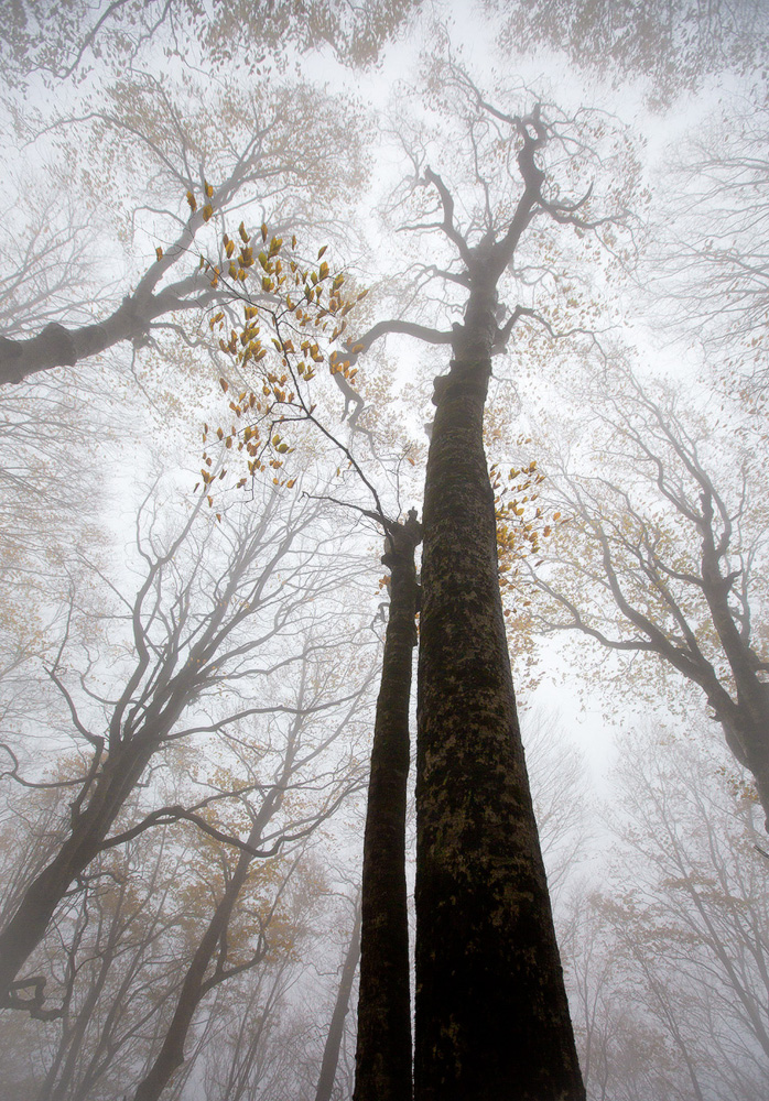 photo "***" tags: nature, autumn, fog, forest, Новороссийск, деревья