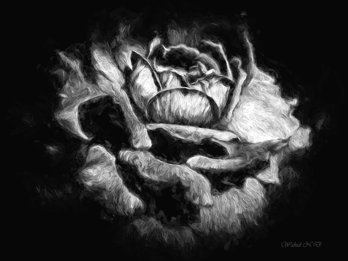 photo "Impressionism of a Rose" tags: macro and close-up, nature, black&white, 