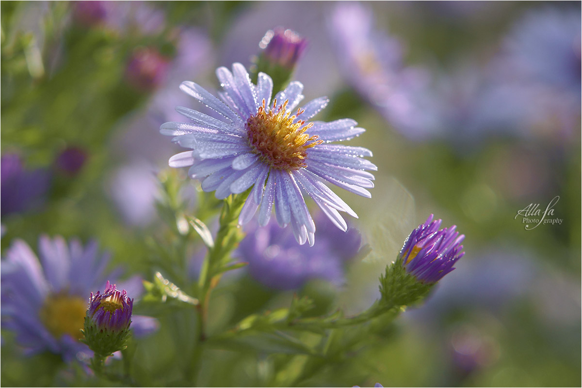 photo "***" tags: nature, macro and close-up, fragment, 