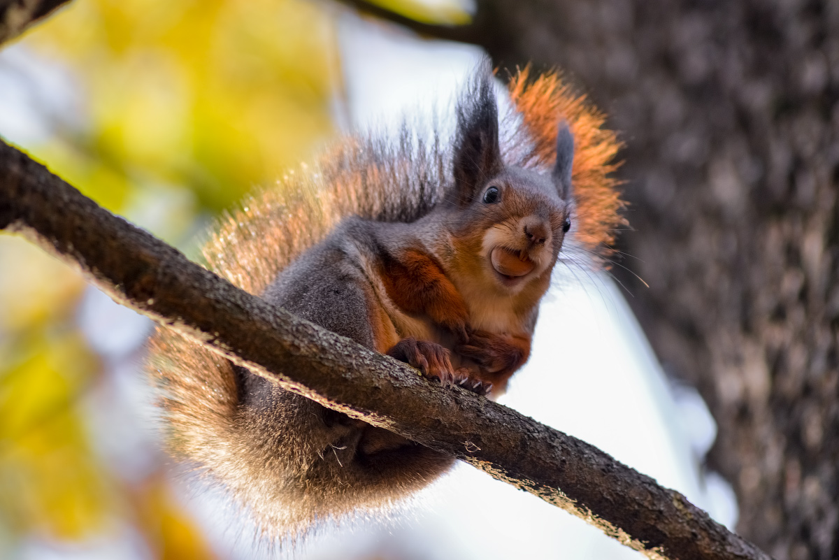 photo "***" tags: landscape, misc., nature, autumn, park, squirrel, Беларусь