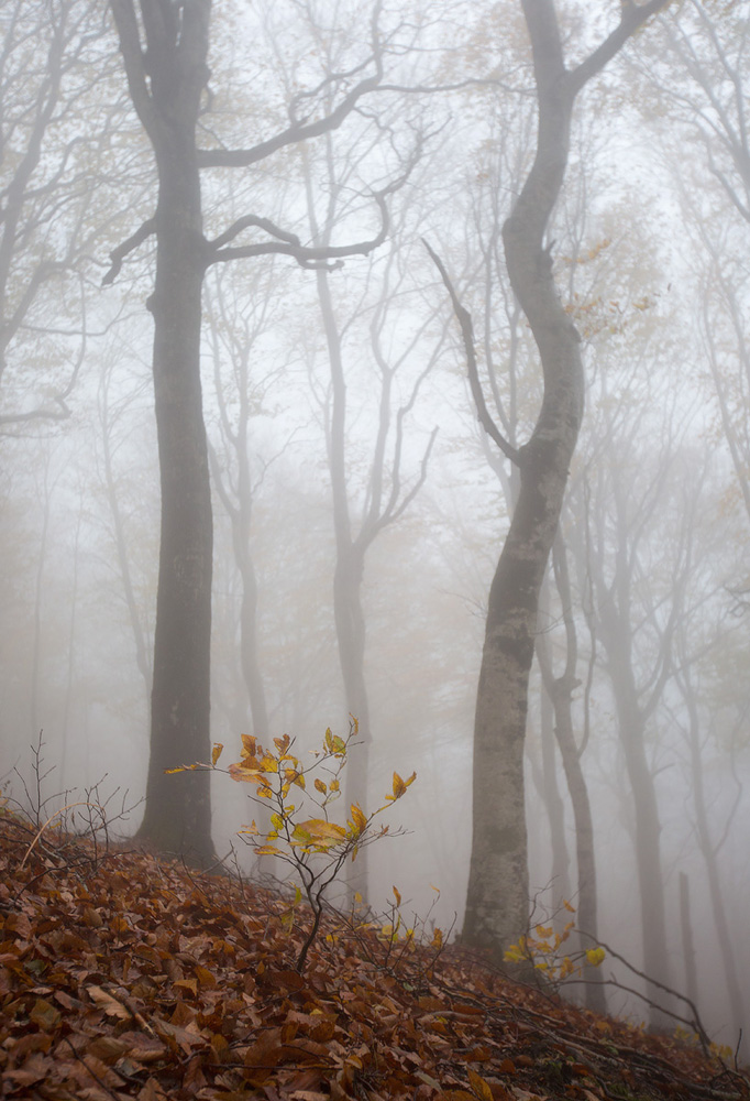 photo "***" tags: , autumn, fog, Новороссийск, деревья