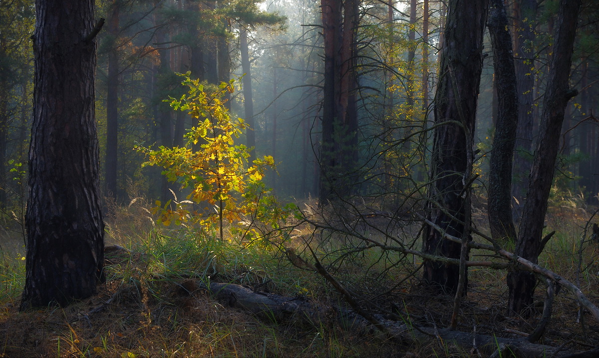 фото "Утро в лесу" метки: пейзаж, 