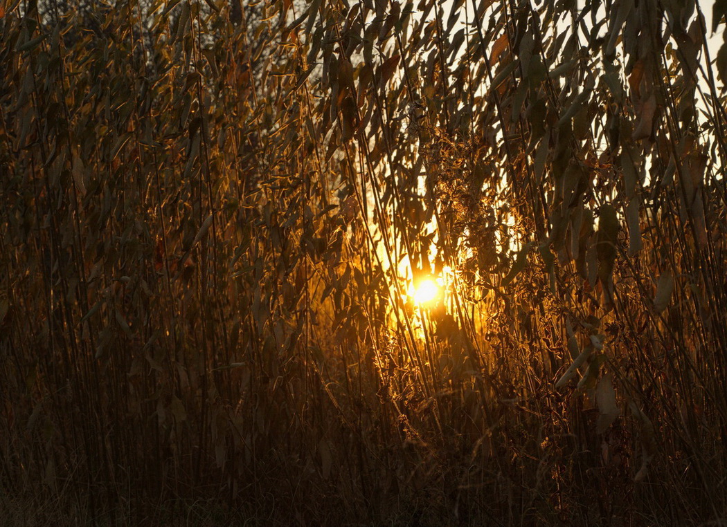 photo "Golden ray of sunlight" tags: travel, nature, 