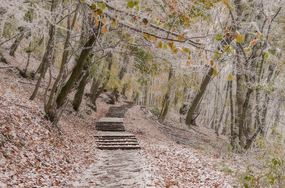 photo "***" tags: landscape, forest, Кавказ, нальчик