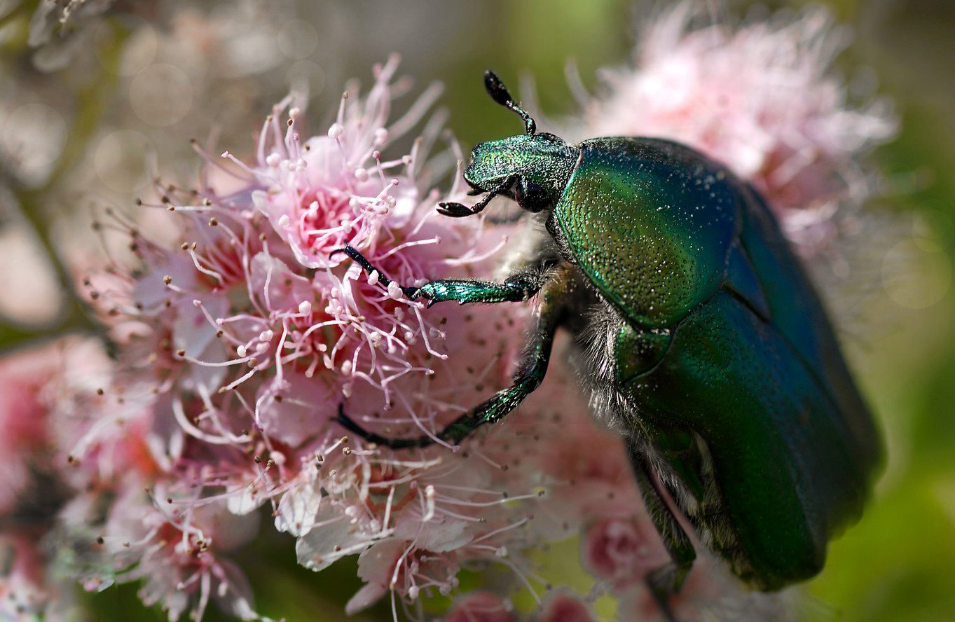 photo "***" tags: nature, macro and close-up, 