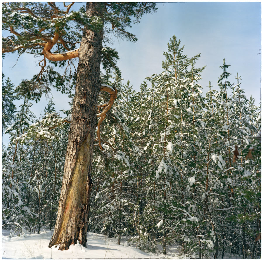 photo "Winter in the pine wood." tags: landscape, nature, 120, Kodak Ektar 100, TLR, Yashica Mat Em, film. 6x6