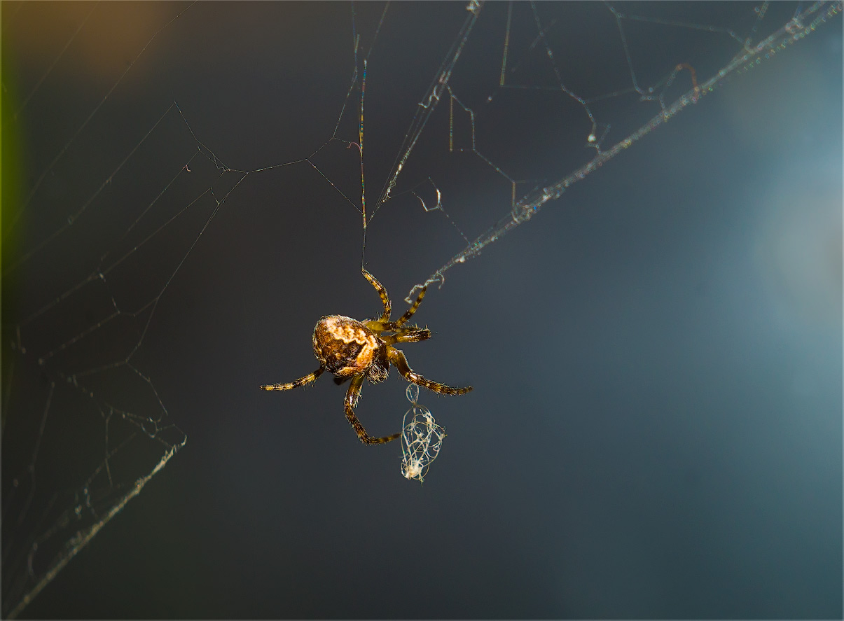 photo "lace-maker" tags: macro and close-up, spider, макро