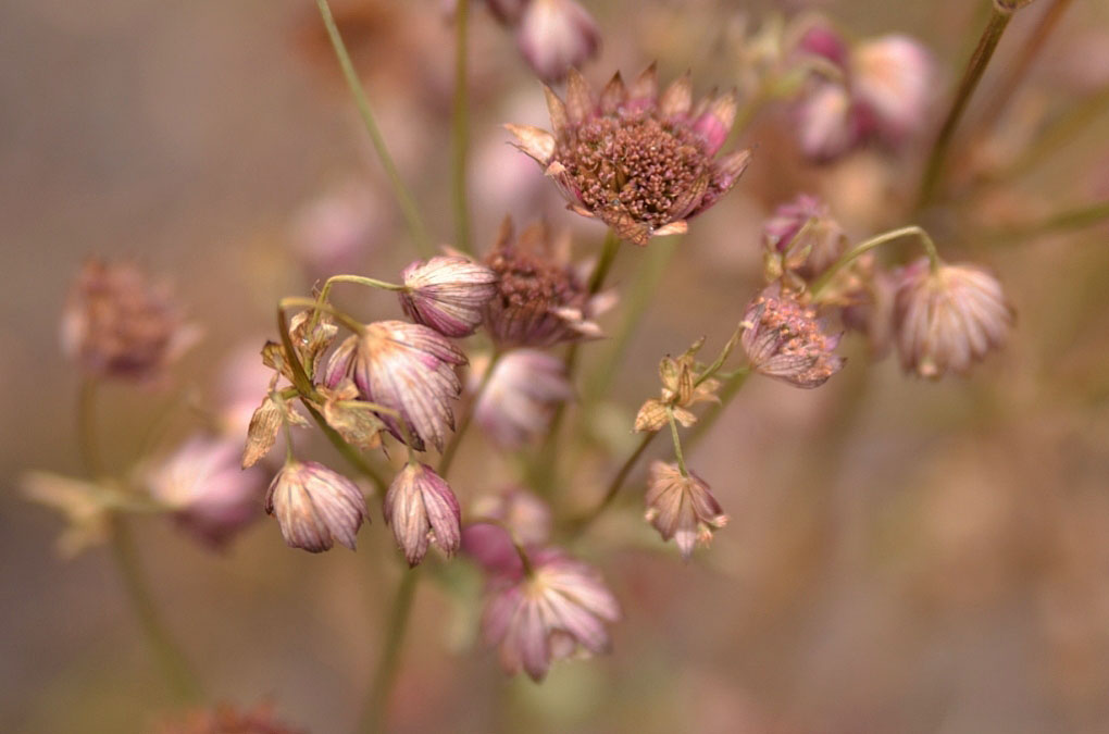 photo "***" tags: nature, autumn, flowers, цветник