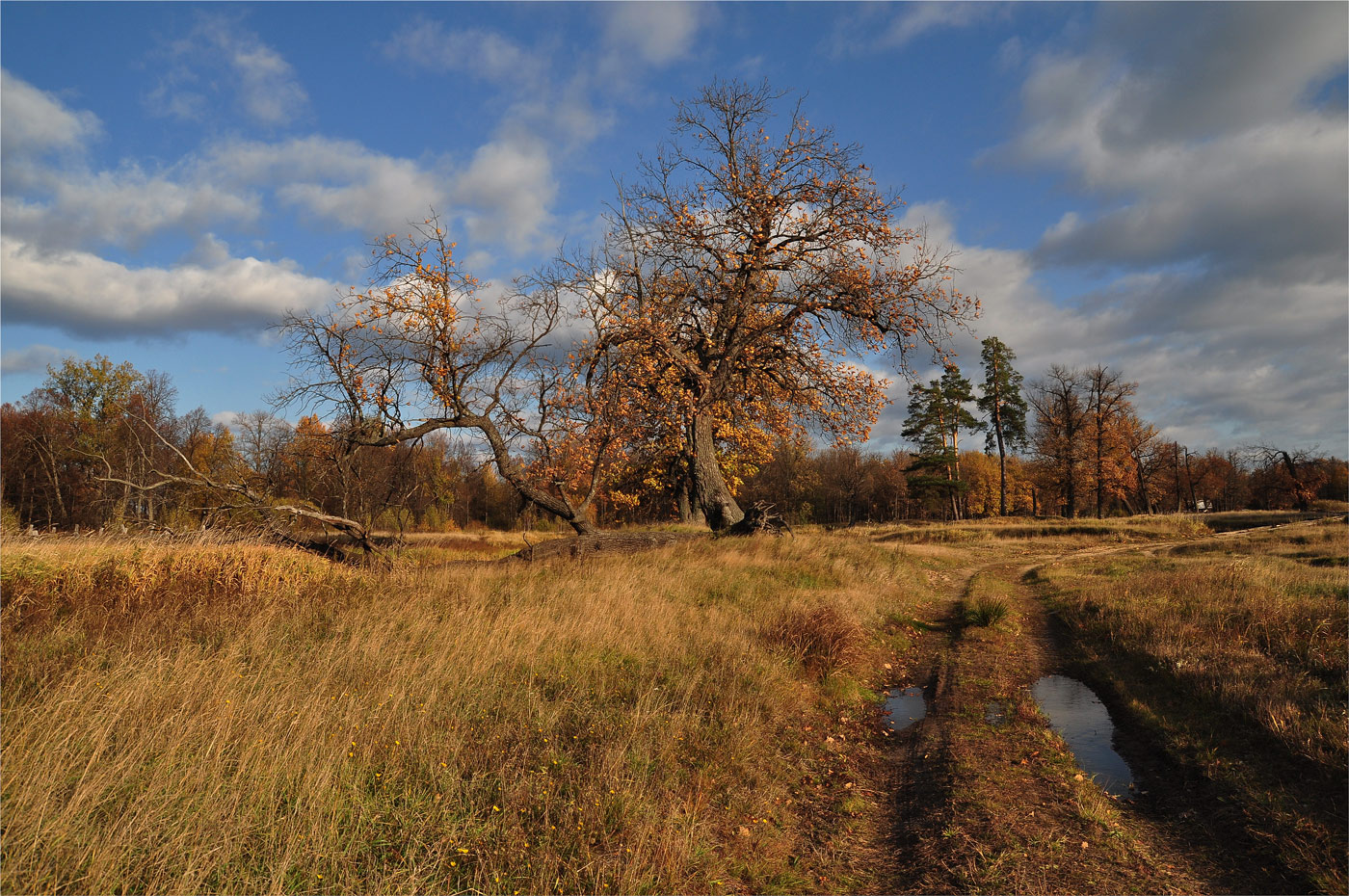 photo "***" tags: landscape, nature, autumn, деревья