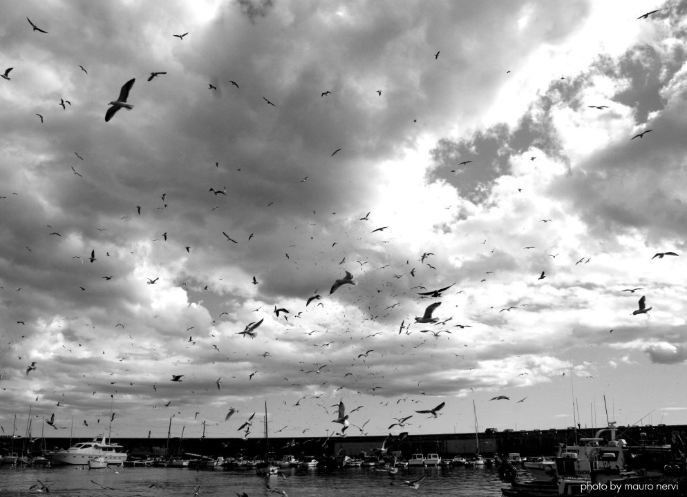 photo "seagulls" tags: black&white, 