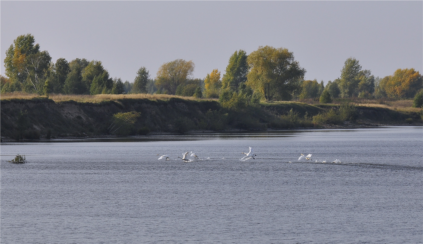 фото "Танец белых лебедей" метки: пейзаж, природа, разное, лебеди, река