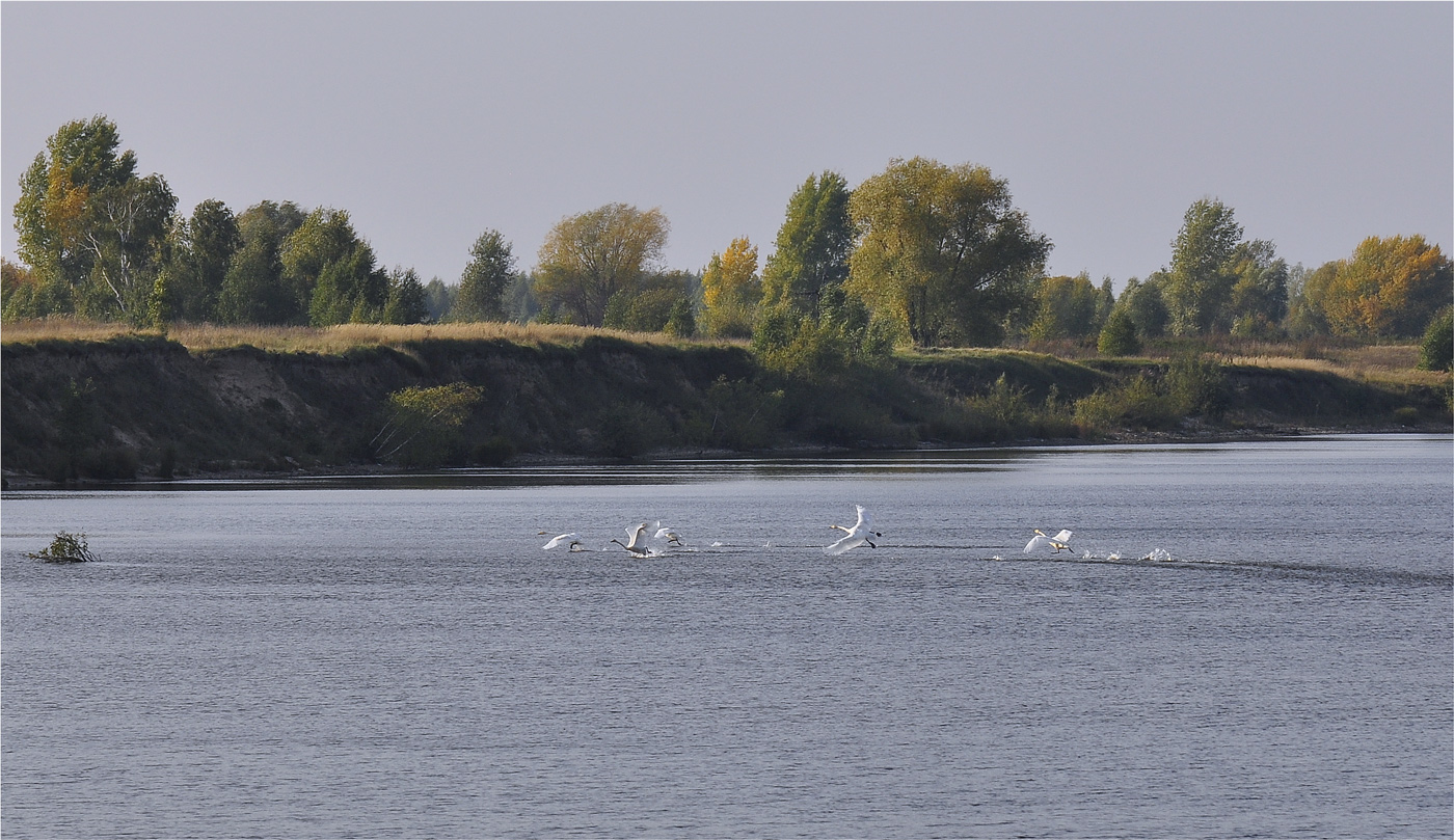 photo "***" tags: landscape, nature, misc., river, лебеди