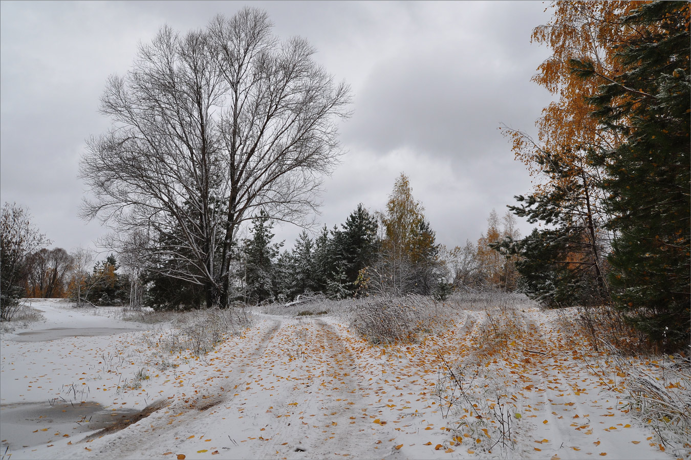 фото "Встреча осени с зимой" метки: пейзаж, березы, деревья, зима, листья, снег