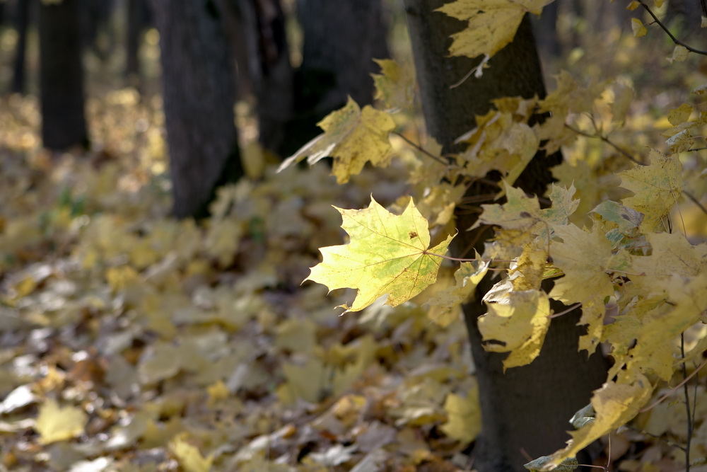 photo "***" tags: nature, 