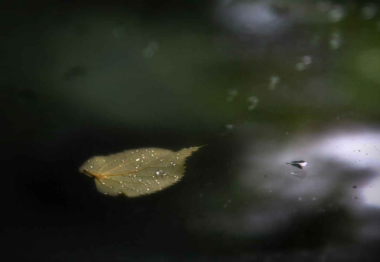 photo "***" tags: macro and close-up, nature, autumn, rain, листик