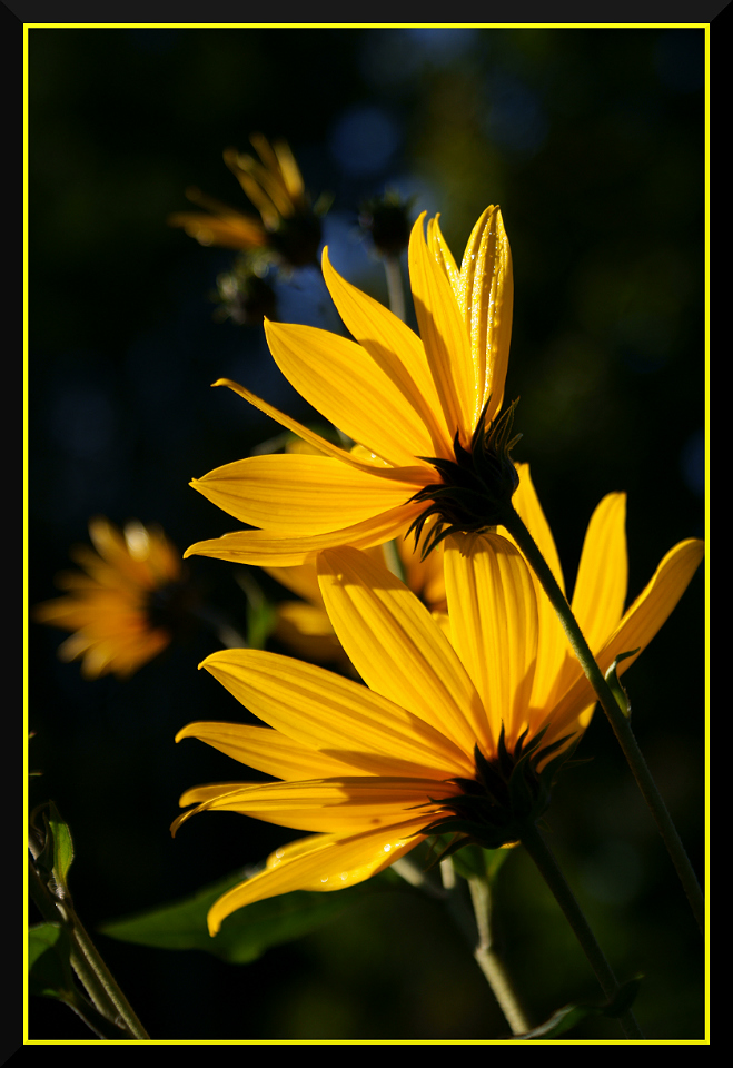 фото "Осенние цветы. Helianthus tuberosus." метки: природа, 