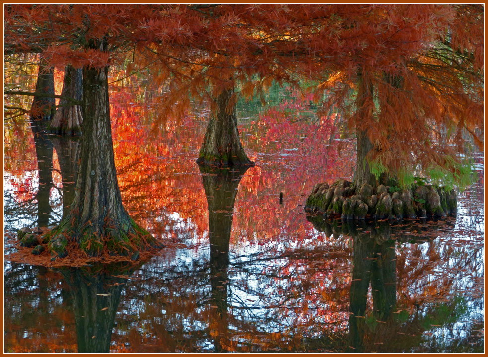 photo "water trees" tags: nature, landscape, 