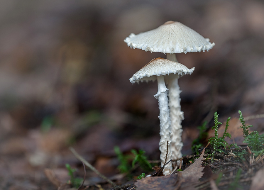 фото "беляночки-поганочки" метки: макро и крупный план, природа, грибы, осень