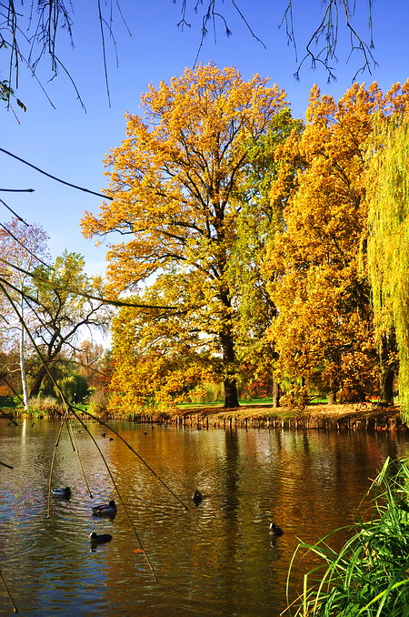 photo "Осень" tags: landscape, Prag, Prague, Praha