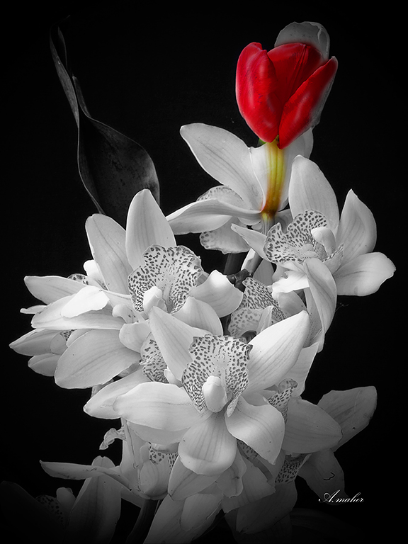 photo "RED AND WHITE" tags: still life, Macroclose up