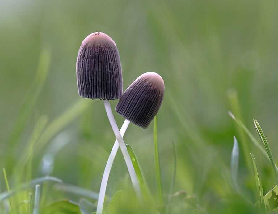 photo "***" tags: macro and close-up, nature, autumn, грибы