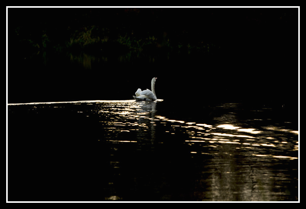 photo "Swan" tags: nature, misc., 