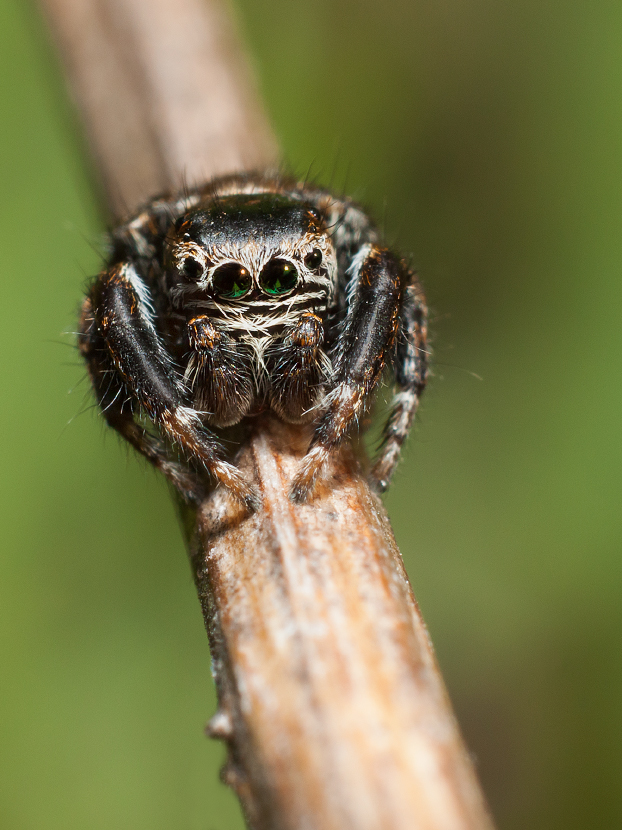 photo "***" tags: macro and close-up, 