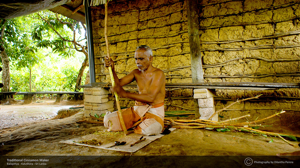 фото "Cinnamon industry in sri lanka" метки: путешествия, Cinnamon, Sri Lanka, dilanthaonline.com, Азия