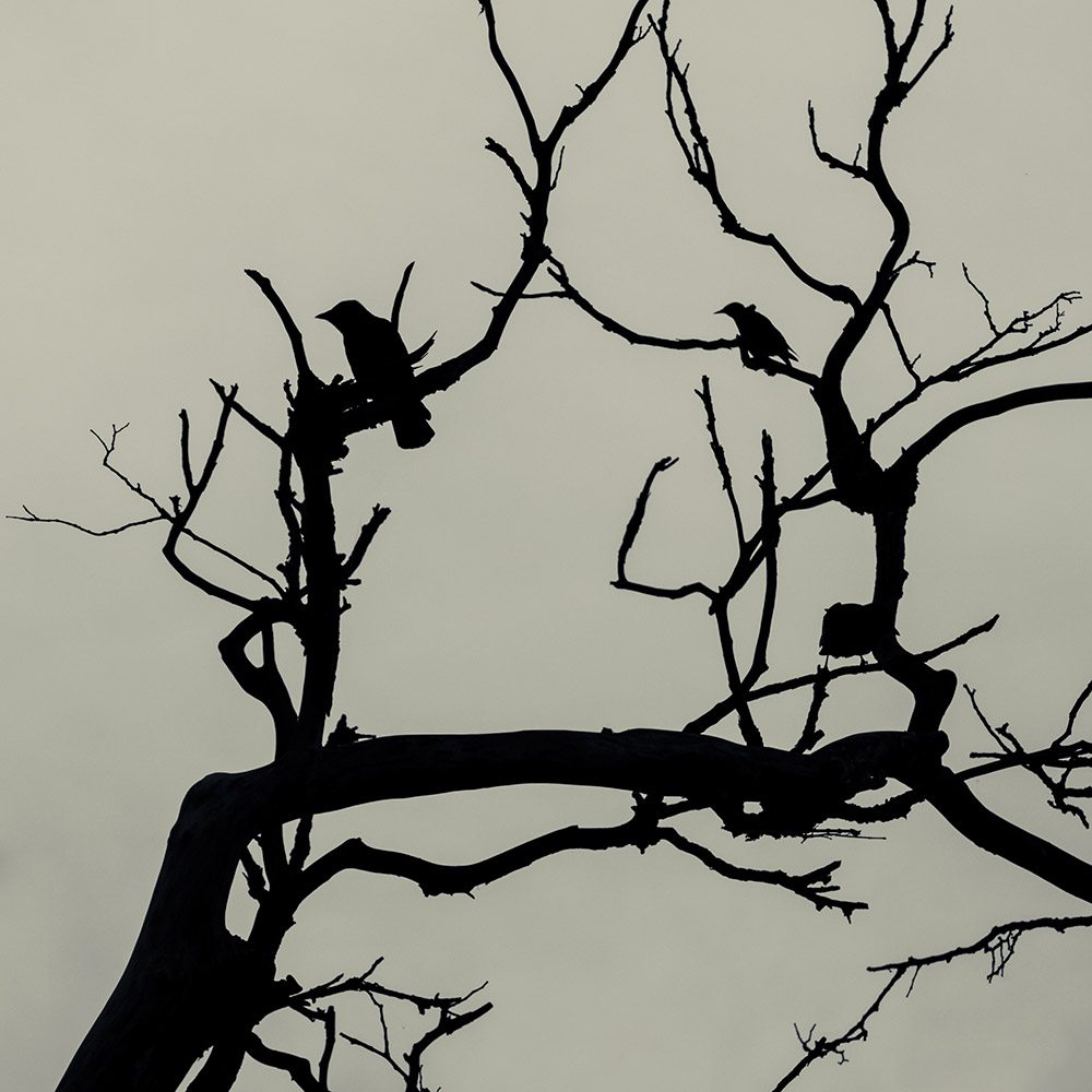 фото "Осень пришла" метки: природа, черно-белые, графика, осень, птицы, силуэт, чб