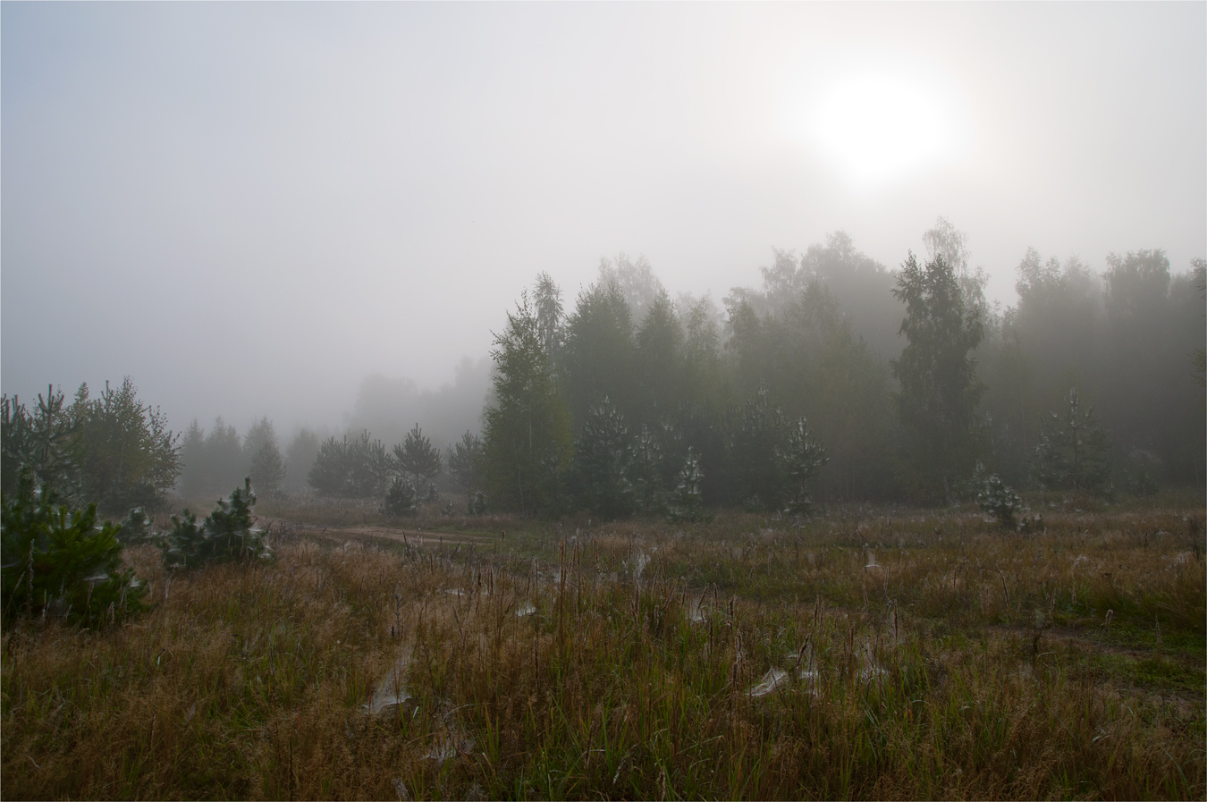 photo "***" tags: landscape, fog, grass, morning, sun, деревья