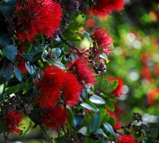 photo "Tree Flower" tags: landscape, nature, macro and close-up, flower, tree