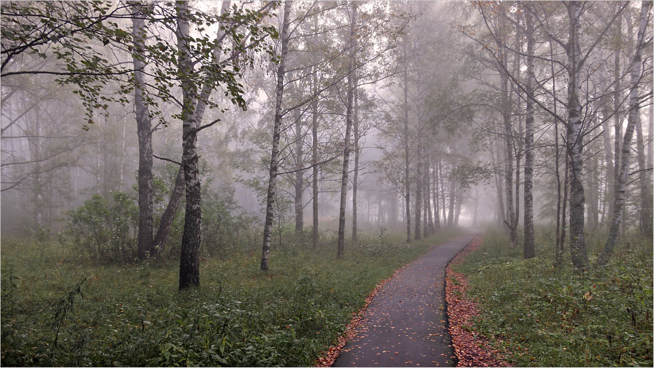 фото "Аллея в туманную осень" метки: пейзаж, природа, 