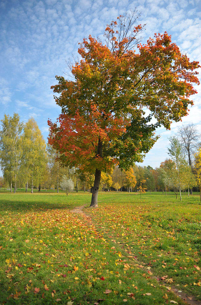 photo "***" tags: landscape, autumn, park, клен