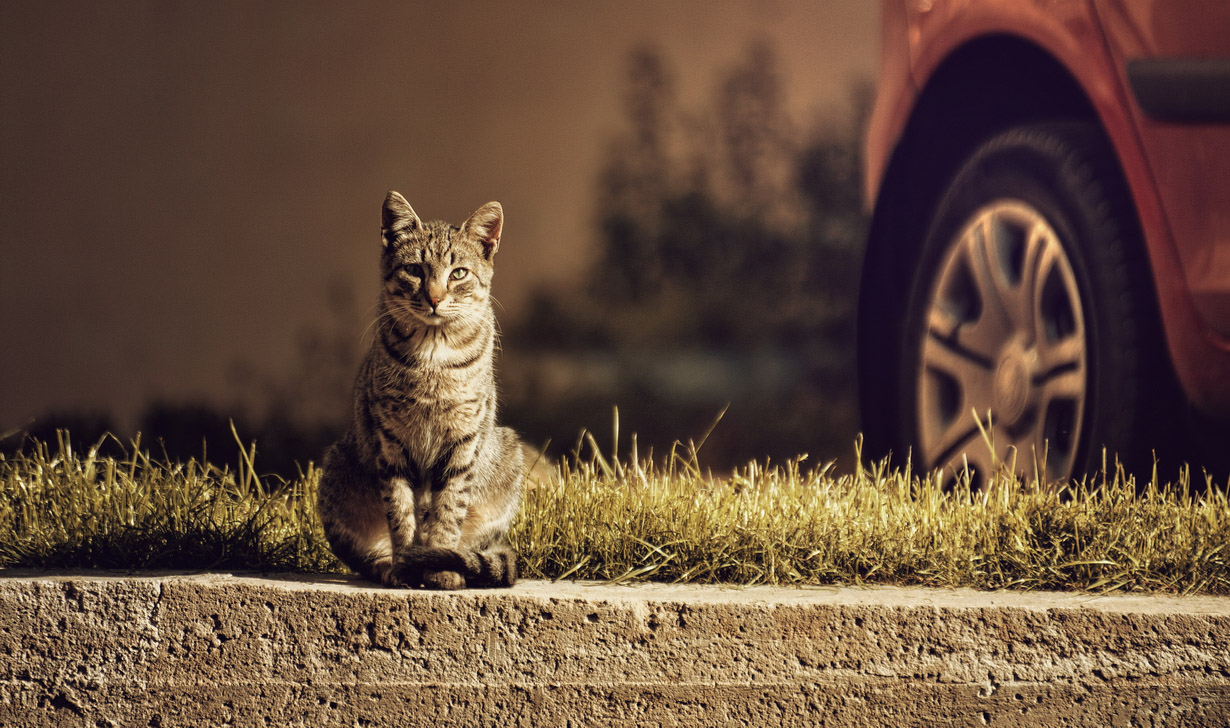 photo "март" tags: misc., street, cat, spring, sun, tomcat, март