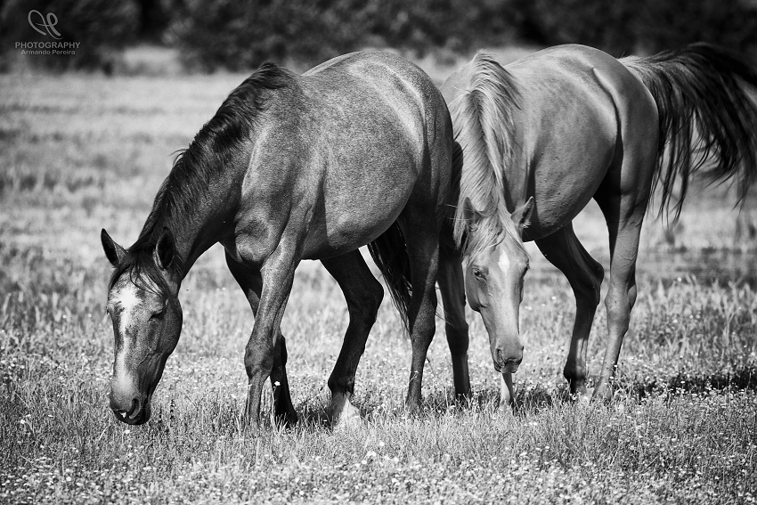 photo "Cavalos" tags: nature, 