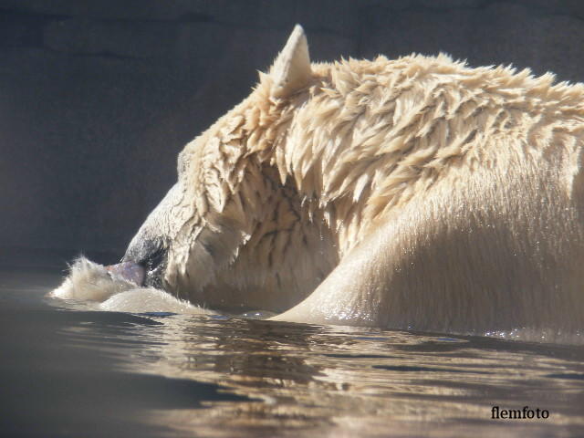 фото "Polar bear" метки: природа, 