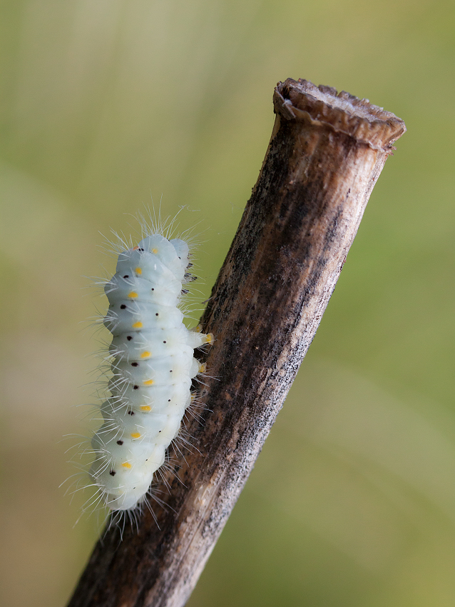 photo "***" tags: macro and close-up, 