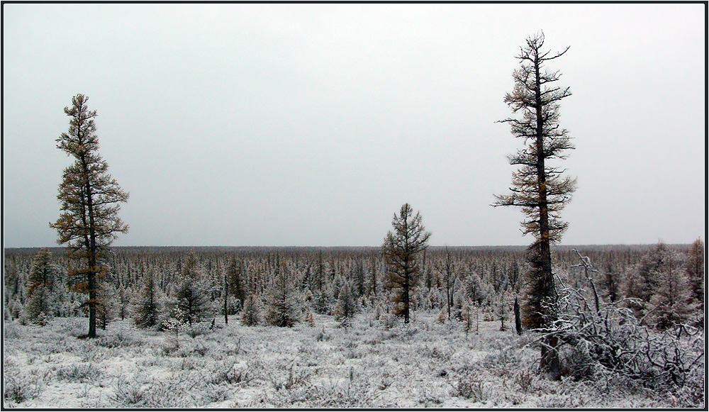 фото "Первый снег" метки: пейзаж, снег, тайга