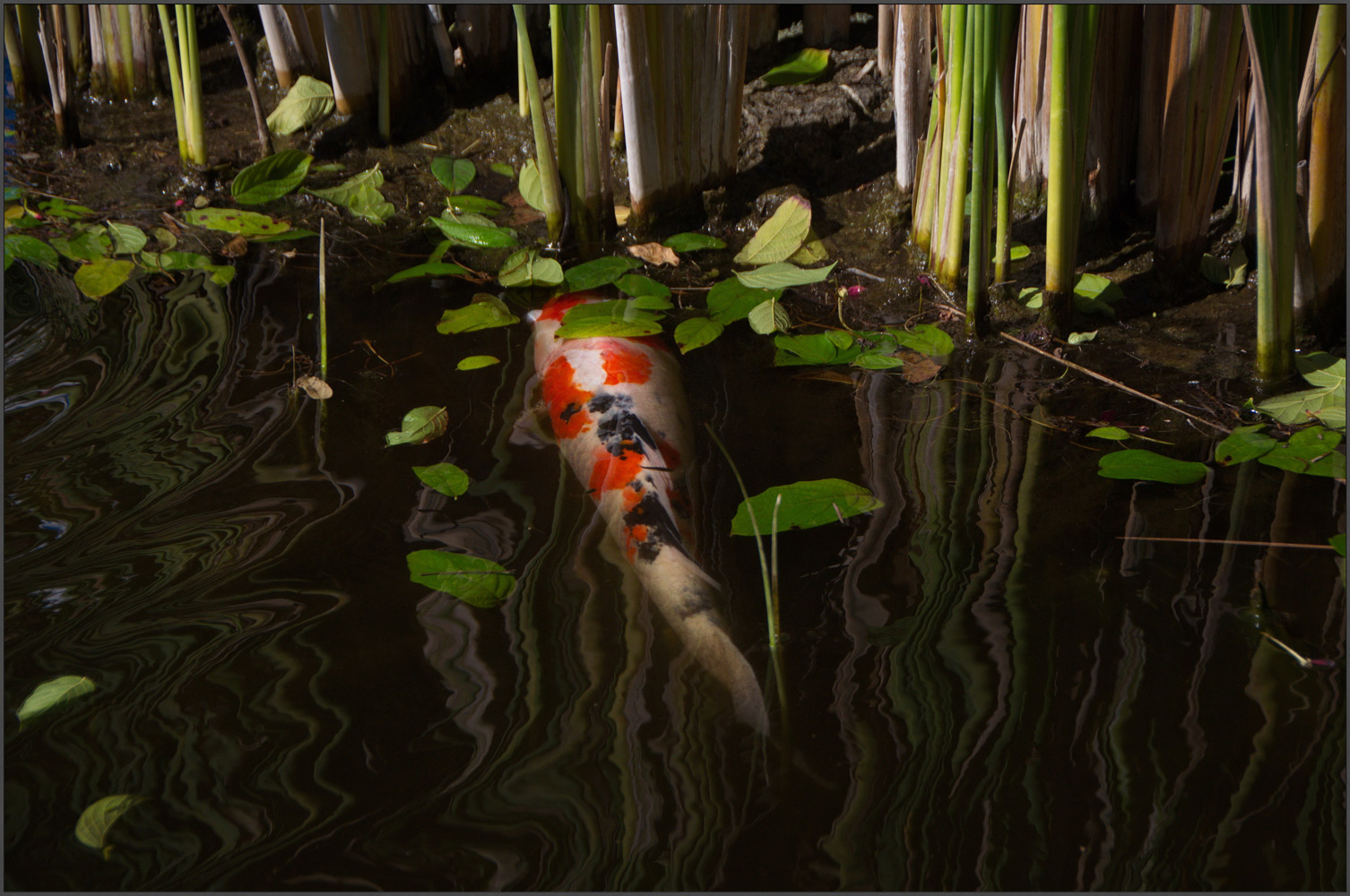 фото "Наутилус" метки: природа, вода, дикие животные