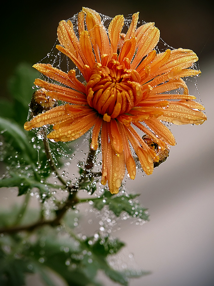 фото "***" метки: природа, 