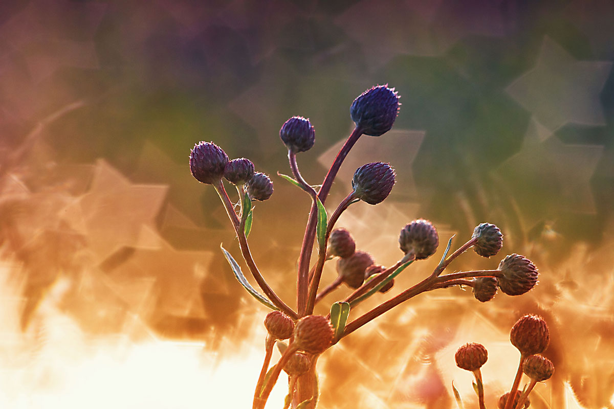 photo "***" tags: nature, misc., 